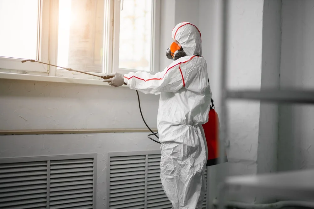 Professional mold remediation services in Wrentham, MA